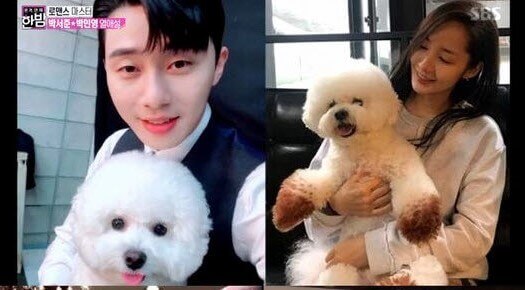 パク・ソジュンとパク・ミニョンの愛犬が同じ犬種