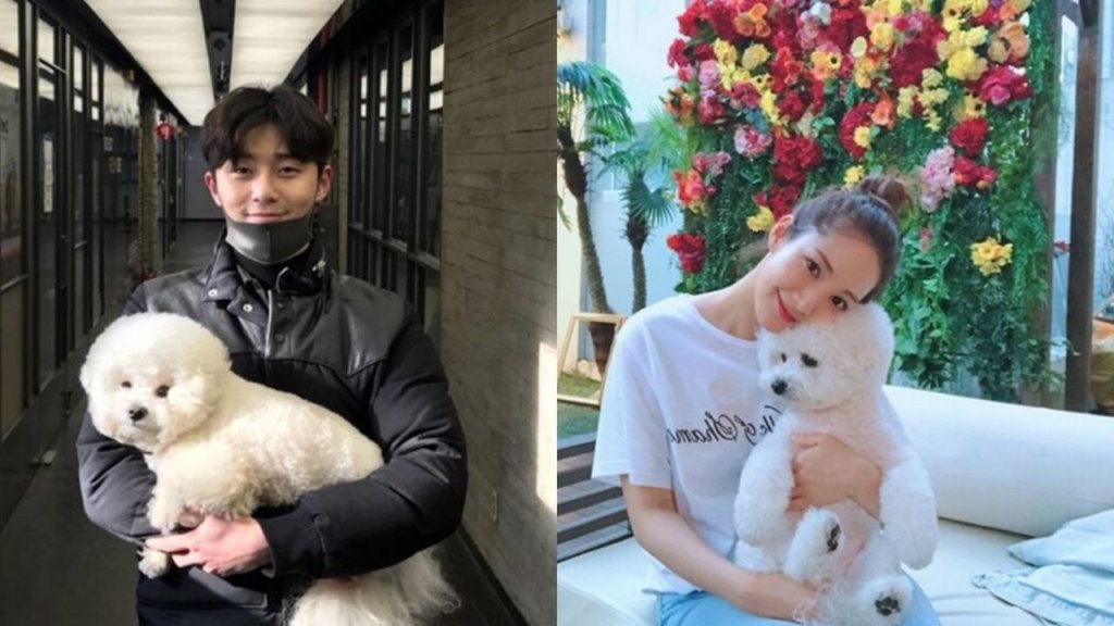 パク・ソジュンとパク・ミニョンの愛犬が同じ種類な理由