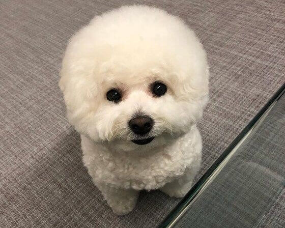 パク・ソジュンの愛犬シンバ